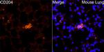 CD204 Antibody in Immunocytochemistry (ICC/IF)