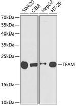 TFAM Antibody in Western Blot (WB)