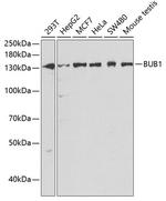 Bub1 Antibody in Western Blot (WB)