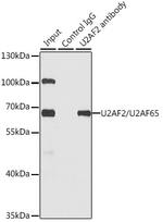 U2AF2 Antibody in Immunoprecipitation (IP)