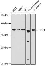 ODC1 Antibody in Western Blot (WB)