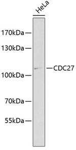 Cdc27 Antibody in Western Blot (WB)