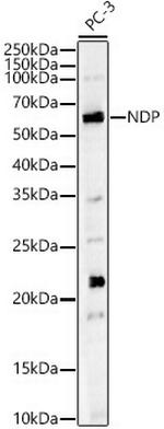 NDP Antibody in Western Blot (WB)