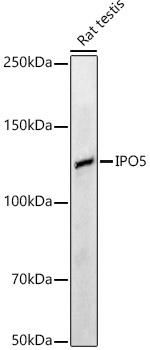 IPO5 Antibody in Western Blot (WB)