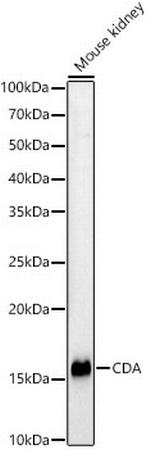 CDA Antibody in Western Blot (WB)