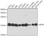 eIF5A Antibody in Western Blot (WB)