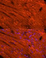 Creatine Kinase MB Antibody in Immunocytochemistry (ICC/IF)