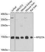 RPS27A Antibody in Western Blot (WB)