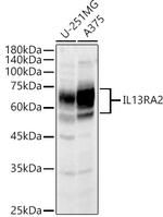 IL13RA2 Antibody in Western Blot (WB)