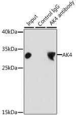 Adenylate Kinase 4 Antibody in Immunoprecipitation (IP)