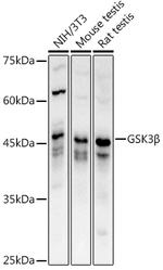 GSK3B Antibody in Western Blot (WB)