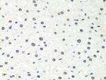 PPP4C Antibody in Immunohistochemistry (Paraffin) (IHC (P))