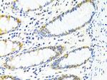 PPP4C Antibody in Immunohistochemistry (Paraffin) (IHC (P))