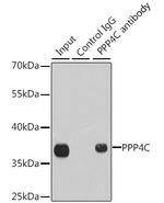 PPP4C Antibody in Immunoprecipitation (IP)