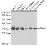 PPP4C Antibody in Western Blot (WB)