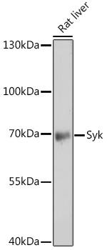 Syk Antibody in Western Blot (WB)