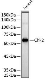 CHK2 Antibody in Western Blot (WB)