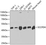 SCCPDH Antibody in Western Blot (WB)