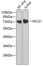 HCLS1 Antibody in Western Blot (WB)