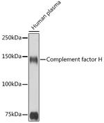 Complement Factor H Antibody in Western Blot (WB)