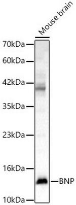 BNP Antibody in Western Blot (WB)