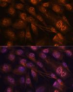 MEK7 Antibody in Immunocytochemistry (ICC/IF)