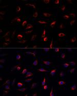 MEK7 Antibody in Immunocytochemistry (ICC/IF)