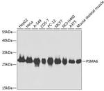 PSMA6 Antibody in Western Blot (WB)