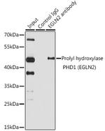 PHD1 Antibody in Immunoprecipitation (IP)