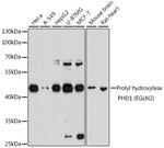 PHD1 Antibody in Western Blot (WB)