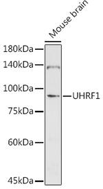 UHRF1 Antibody in Western Blot (WB)