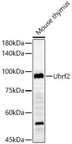 UHRF2 Antibody in Western Blot (WB)