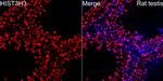 Histone H3.1t Antibody in Immunocytochemistry (ICC/IF)