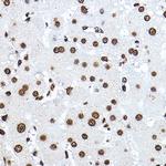 Histone H3.1t Antibody in Immunohistochemistry (Paraffin) (IHC (P))