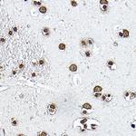 Histone H3.1t Antibody in Immunohistochemistry (Paraffin) (IHC (P))