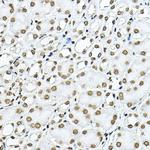 Histone H3.1t Antibody in Immunohistochemistry (Paraffin) (IHC (P))