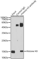 Histone H3.1t Antibody in Immunoprecipitation (IP)