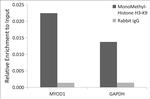 H3K9me1 Antibody in ChIP Assay (ChIP)