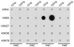 H3K9me1 Antibody in Dot Blot (DB)