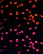 H3K9me1 Antibody in Immunocytochemistry (ICC/IF)