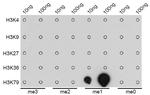 H3K79me1 Antibody in Dot Blot (DB)