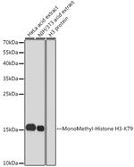 H3K79me1 Antibody in Western Blot (WB)