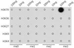 H3K79me3 Antibody in Dot Blot (DB)