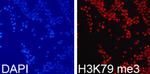 H3K79me3 Antibody in Immunocytochemistry (ICC/IF)