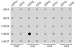 H4K20me1 Antibody in Dot Blot (DB)