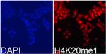 H4K20me1 Antibody in Immunocytochemistry (ICC/IF)