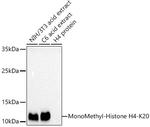 H4K20me1 Antibody in Western Blot (WB)