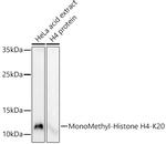 H4K20me1 Antibody in Western Blot (WB)