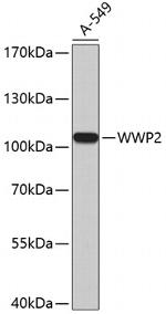 AIP2 Antibody in Western Blot (WB)