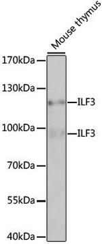 ILF3 Antibody in Western Blot (WB)